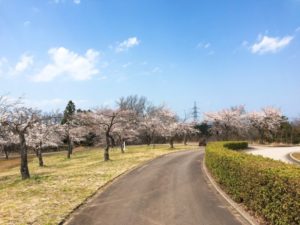 天気のいい桜並木1