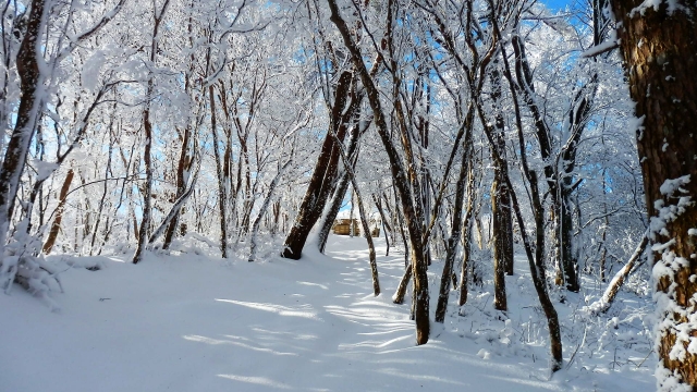 雪の林間