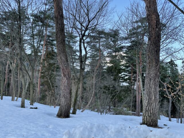 ２回目の雪中ソロキャンプ木の下